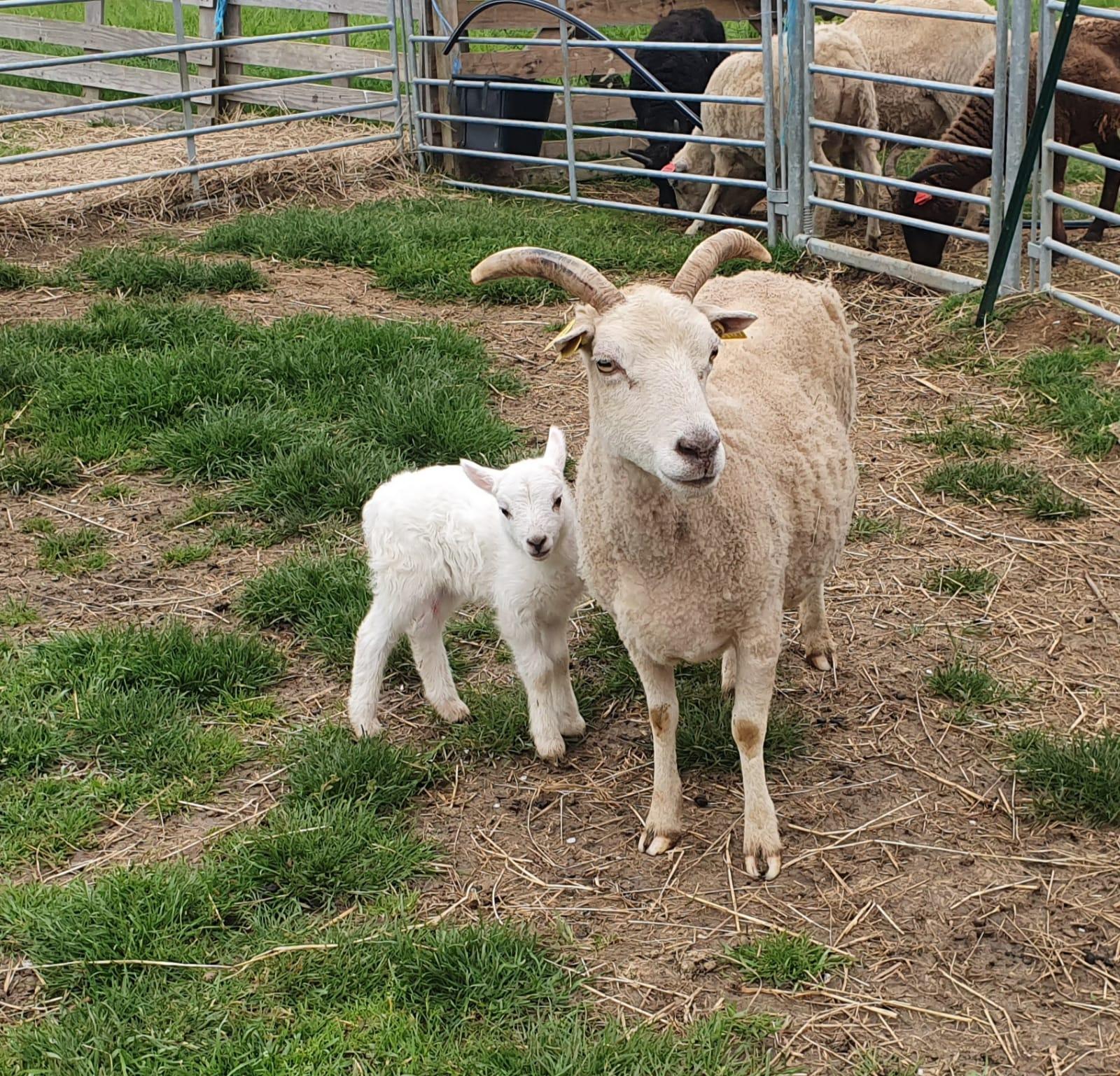 L'élevage des chèvres et des moutons